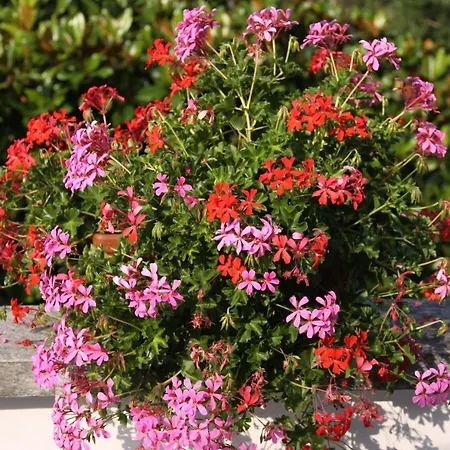 Patrizia モンカルヴォ